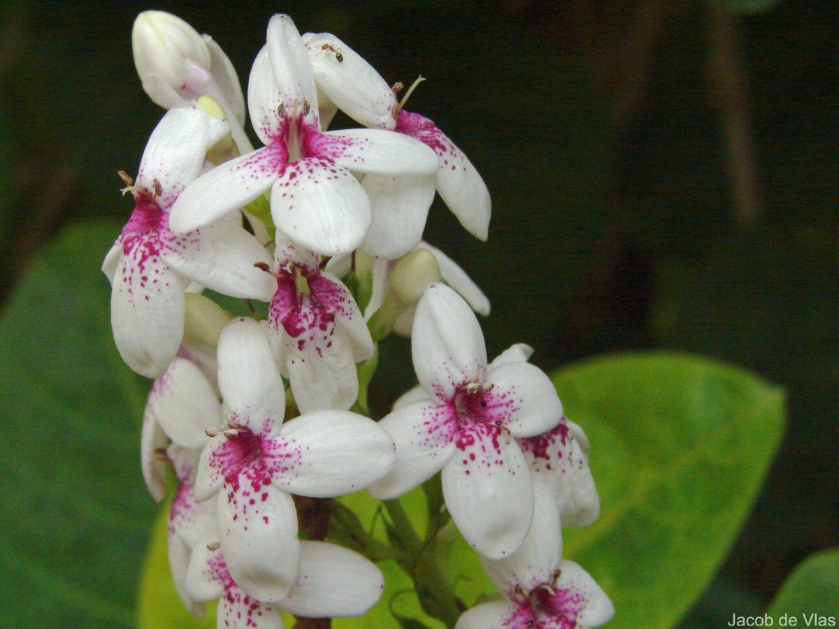 Pseuderanthemum maculatum (G.Lodd.) I.M.Turner